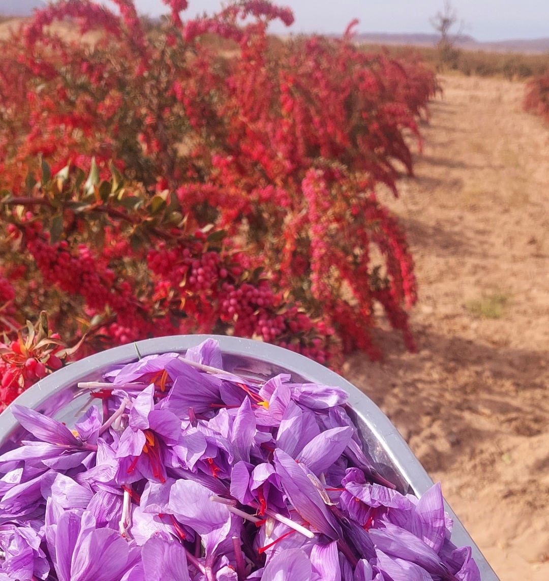 از قلب قائنات، تا سرسفره های شما